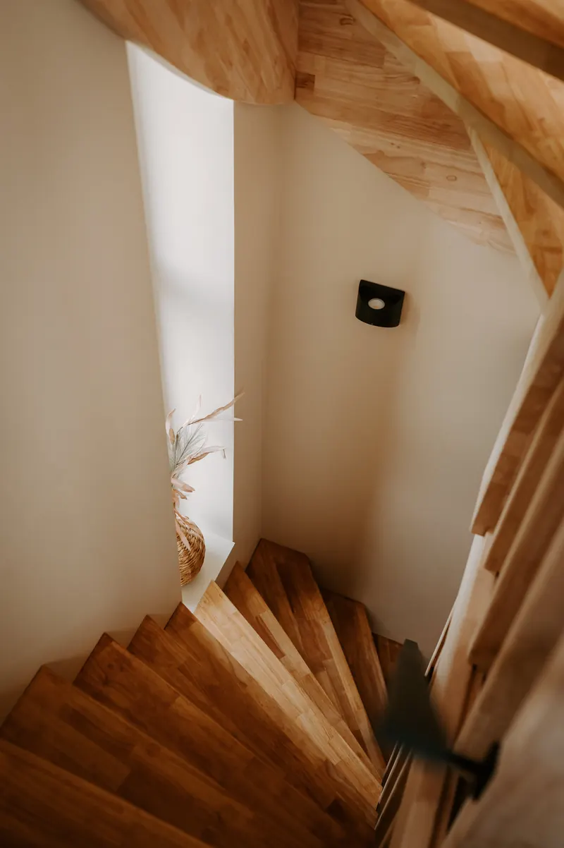 Chicory Ast 5